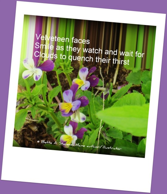 Velveteen Faces HAIKU bas 2015