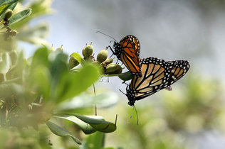 Two monarch butterflies mating