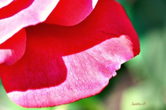 petal-rose-macro-edge-photography-SwittersB