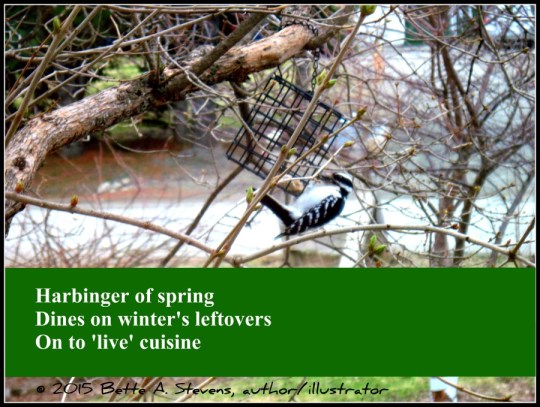 Hairy Woodpecker HAIKU