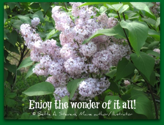 THE WONDER OF IT ALL bas 2015