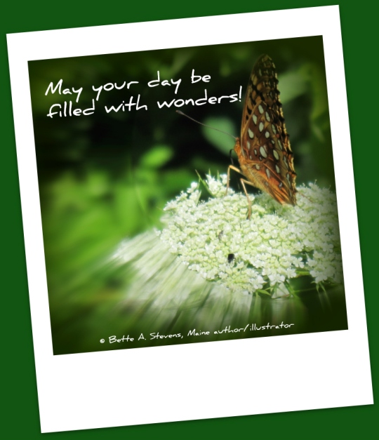 day-wonders-bas-2016-butterfly-on-queen-annes-lace