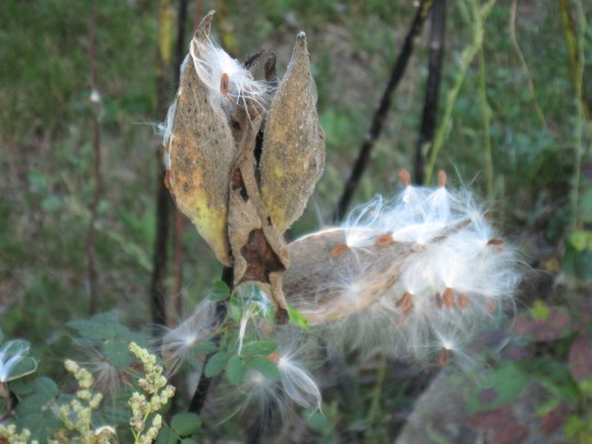 MILKWEED Pods