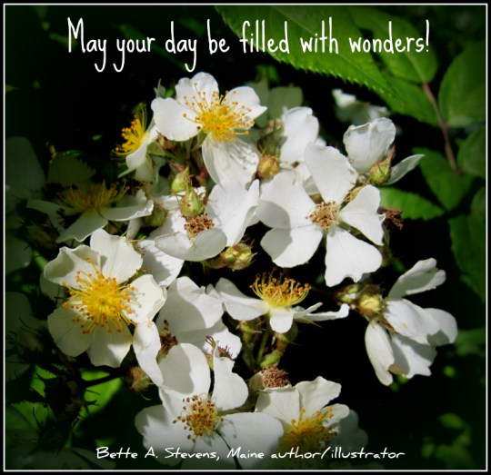 Inspiration on a cold winter's day: Late summer roses from our Farmstead in Central Maine