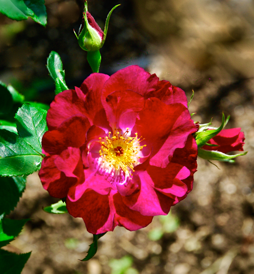 Screen Shot 2016-04-26 at 7.52.22 PM