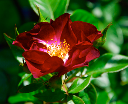 Screen Shot 2016-04-26 at 8.17.11 PM