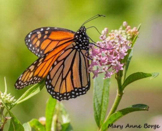 Monarch nectaring on Swamp Milkweed (Asclepias incarnata)