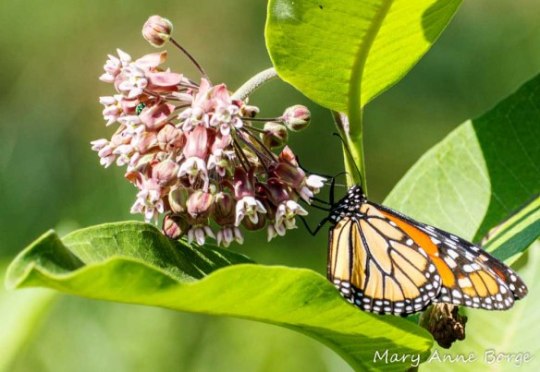 Monarch nectaring on Common Milkweed (Asclepias syriaca)