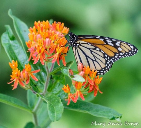Monarch nectaring on Butterflyweed (Asclepias tuberosa)