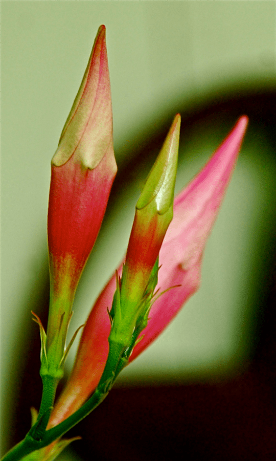 Screen Shot 2016-11-11 at 6.08.31 PM.png