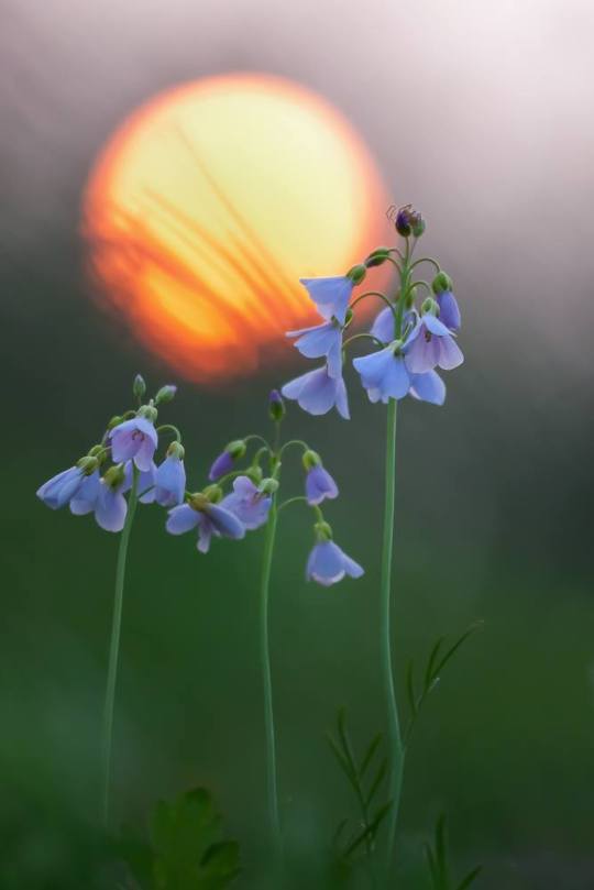 17309967_1322862344459761_5226388431315143433_o