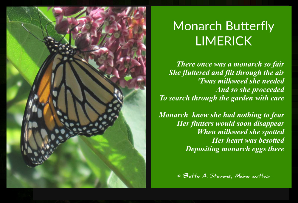 Monarch Butterfly LIMERICK 2 bas 2017