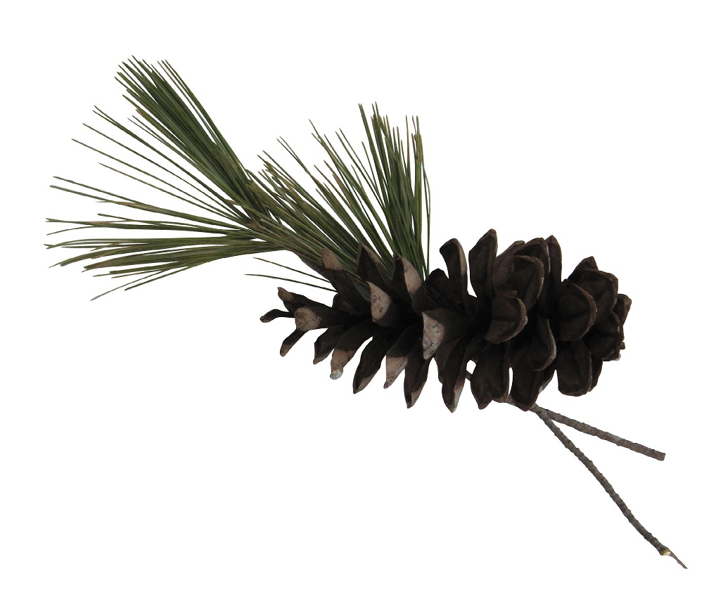 Pine Cone _ Tassels CROP for Digital Books BAS MAY 2019