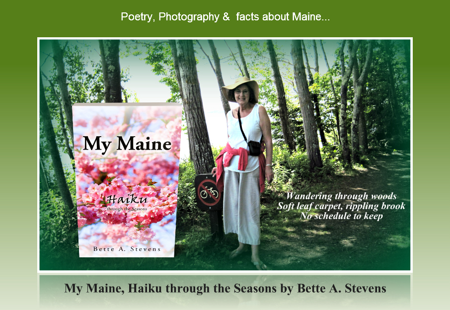 MY MAINE Wandering through woods COLLECTION