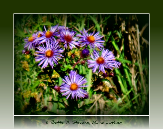 Fall Asters Closeup for POEM bas 2019